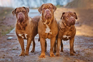 Fotobehang three dogue de bordeaux dogs together © otsphoto