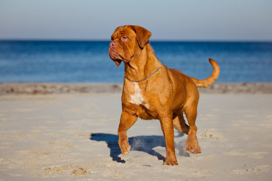 dogue de bordeaux walking on a beach