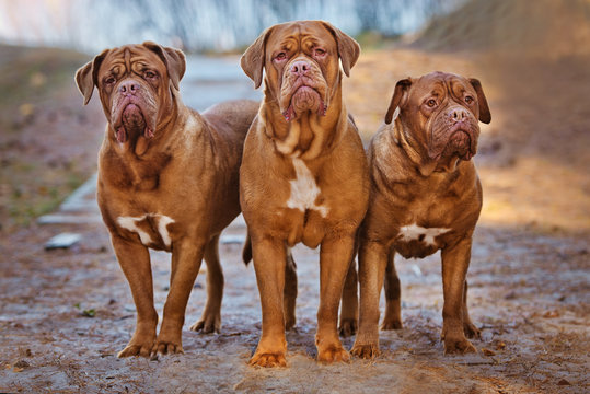 three dogue de bordeaux dogs together