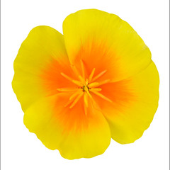 Yellow Wildflower with orange center Isolated