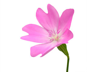 Pink WildFlower with Green Stick Isolated on White Background