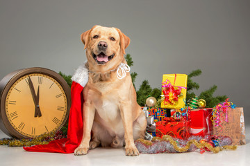 Labrador with Santa Hat. New Year's garland and presents