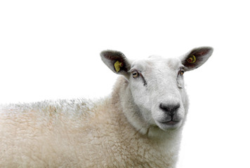 Sheep isolated.