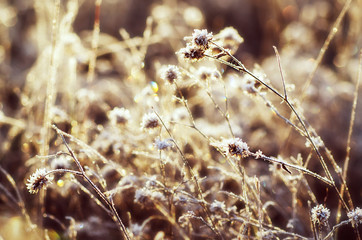 Frozen meadow flower
