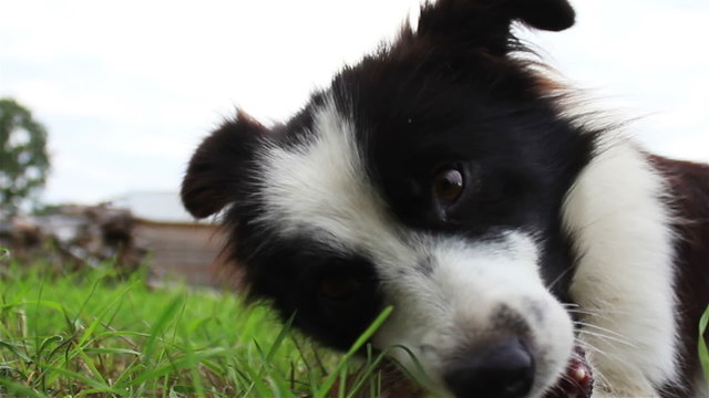 the dog eats a bone