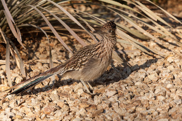 Roadrunner