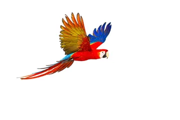 Foto op Plexiglas Kleurrijke vliegende papegaai geïsoleerd op wit © Nejron Photo