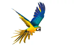 Foto op Plexiglas Kleurrijke vliegende papegaai geïsoleerd op wit © Nejron Photo