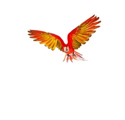 Colourful flying parrot isolated on white