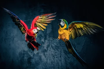 Rolgordijnen Twee kleurrijke papegaaien vechten © Nejron Photo