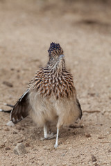 Alert Roadrunner