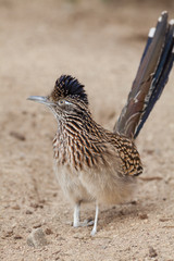 Roadrunner