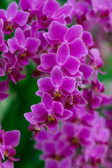 Obraz na płótnie Canvas Beautiful pink orchids