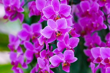 Fototapeta na wymiar Beautiful orchid flowers - beauty in nature