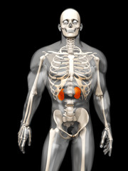 Menschliche Anatomie - Nieren