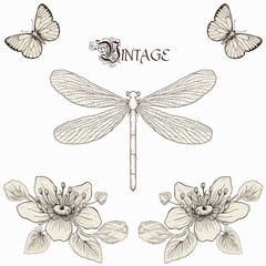 vintage dragonfly, flowers and butterflies drawing