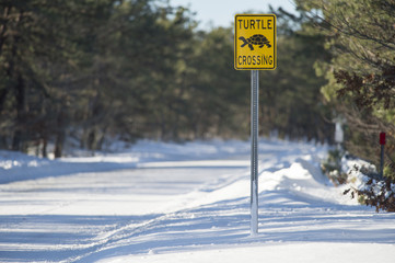Turtle Crossing