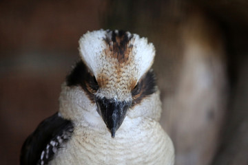 Fototapeta premium Kookaburra