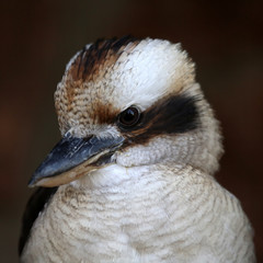 Kookaburra
