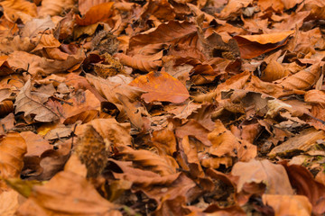 Herbstlaub im Wald