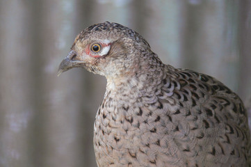 femmina di fagiano