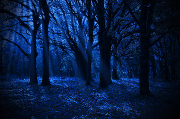 Night forest