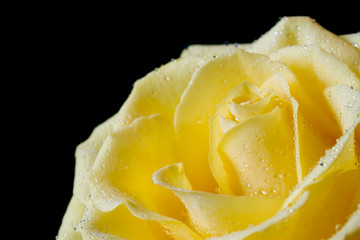 Beautiful yellow rose on black background