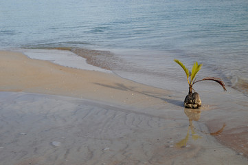 Kokosnuss am Strand