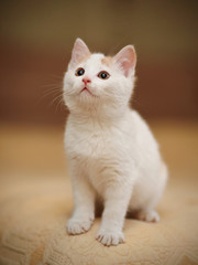 Fototapeta na wymiar White Small kitten