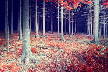 Beautiful autumn forest © Symbiot