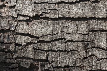 Old wood texture for web background