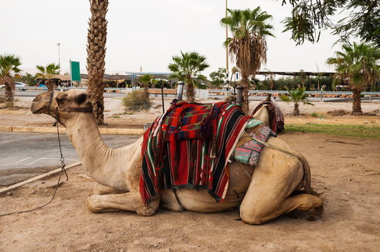 Camel in the desert of Israel