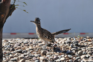 Roadrunner