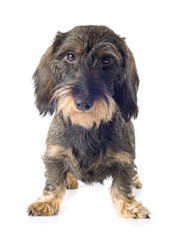 Wire-haired dachshund