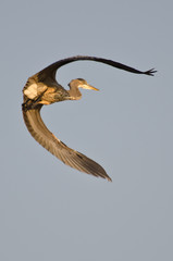 Great Blue Heron Flying with Wings Outstretched