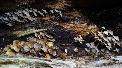 mushrooms on rotting log