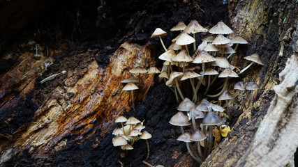 mushrooms on rotting log
