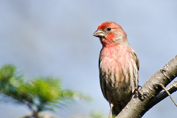 Male House Finch Perched on a Branch