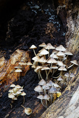 mushrooms on rotting log