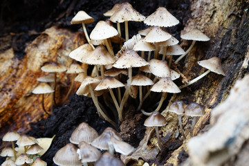 mushrooms on rotting log