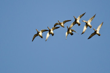 Flock of American Wigeons Flying in a Blue Sky
