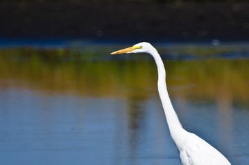 Close Up of a Great Egret