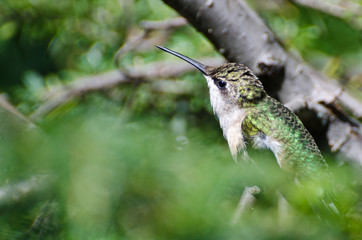 Ruby-Throated Hummingbird Perched in a Tree