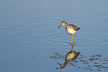 Lone Sandpiper in Shallow Water