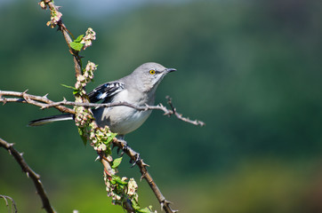 Northern Mockingbird Perched in a Tree