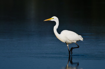 Great Egret Hunting for Fish