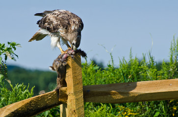 Red-Tailed Hawk Eating Captured Rabbit