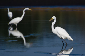 Three Great Egrets Hunting for Fish