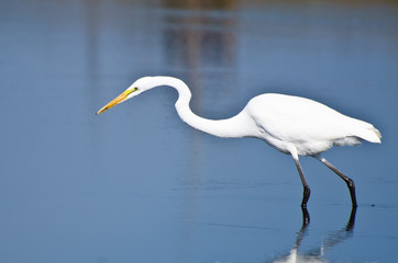 Great Egret Hunting for Fish