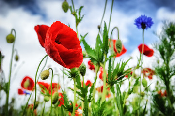 Obraz premium Poppies at summertime